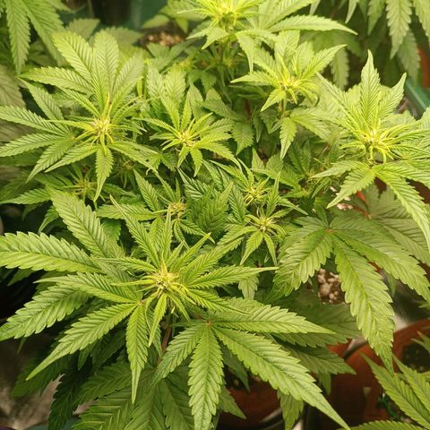 Sour Diesel growlog timeline photo