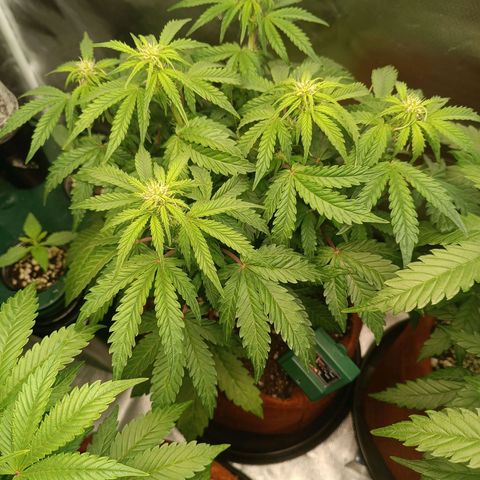 Sour Diesel growlog timeline photo
