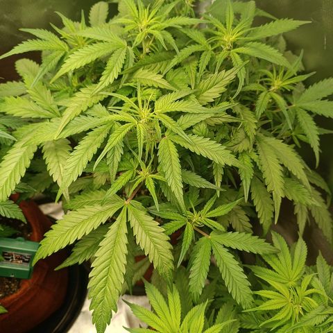 Sour Diesel growlog timeline photo