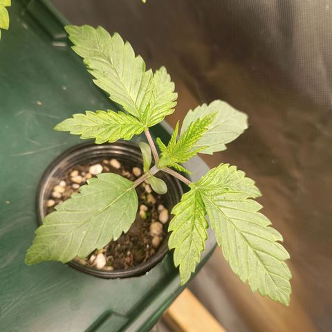 Power Girl 1 growlog timeline photo