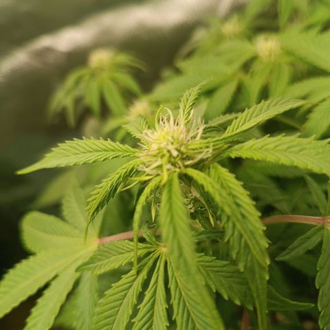 Sour Diesel growlog timeline photo
