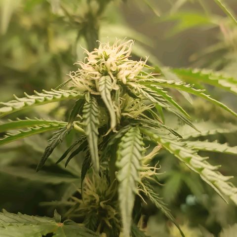Sour Diesel growlog timeline photo