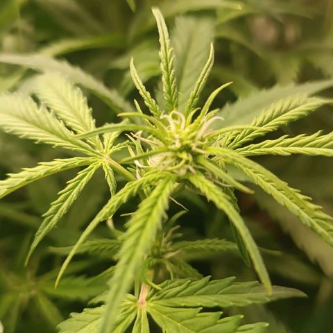 Sour Diesel growlog timeline photo