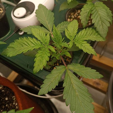 Power Girl 1 growlog timeline photo