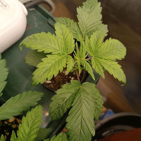 Power Girl 1 growlog timeline photo