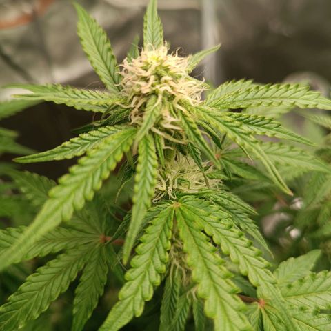 Sour Diesel growlog timeline photo