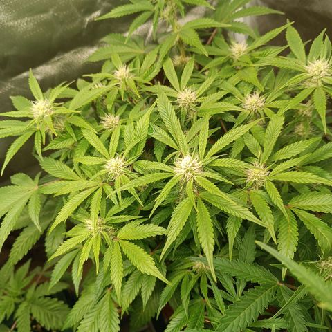Sour Diesel growlog timeline photo