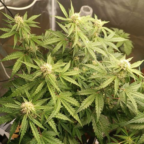 Sour Diesel growlog timeline photo