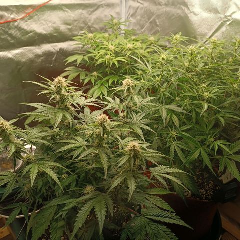 Sour Diesel growlog timeline photo