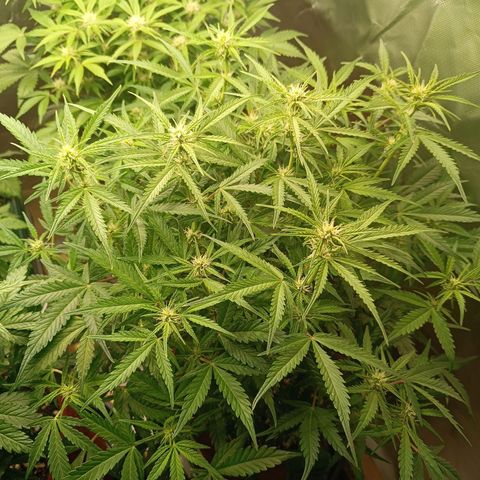 Sour Diesel growlog timeline photo