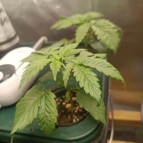 Power Girl 1 growlog timeline photo