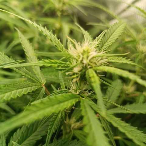 Sour Diesel growlog timeline photo