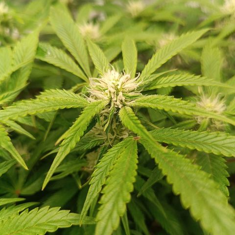 Sour Diesel growlog timeline photo