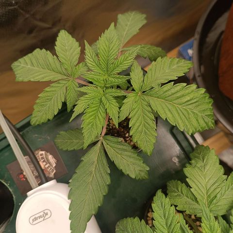 Power Girl 1 growlog timeline photo