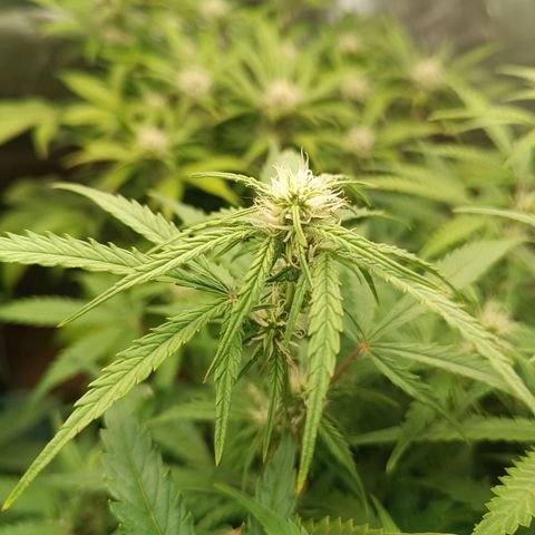 Sour Diesel growlog timeline photo