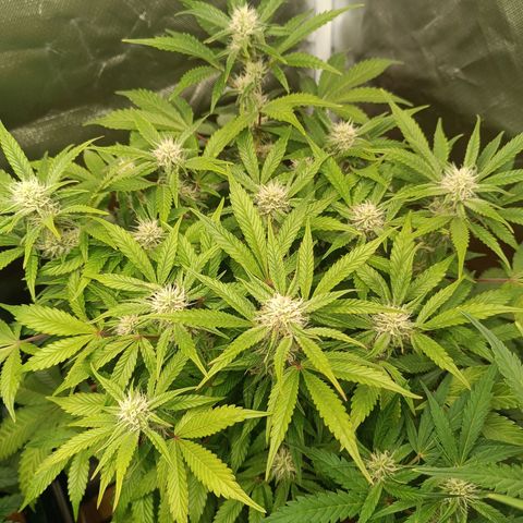 Sour Diesel growlog timeline photo