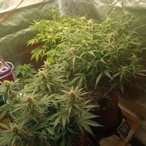 Sour Diesel growlog timeline photo