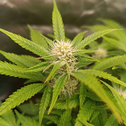 Sour Diesel growlog timeline photo