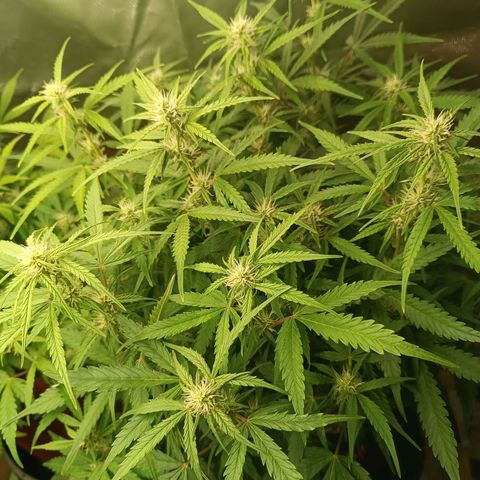 Sour Diesel growlog timeline photo