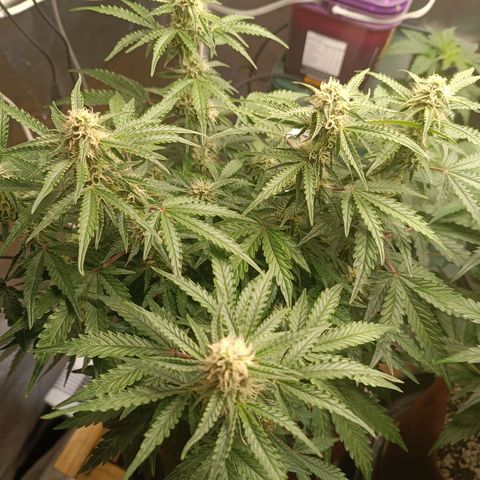 Sour Diesel growlog timeline photo