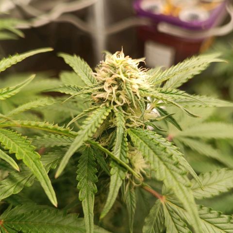 Sour Diesel growlog timeline photo