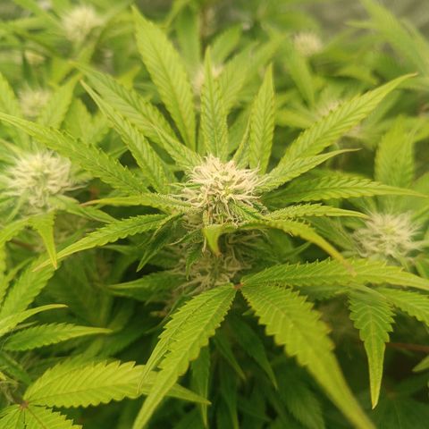 Sour Diesel growlog timeline photo
