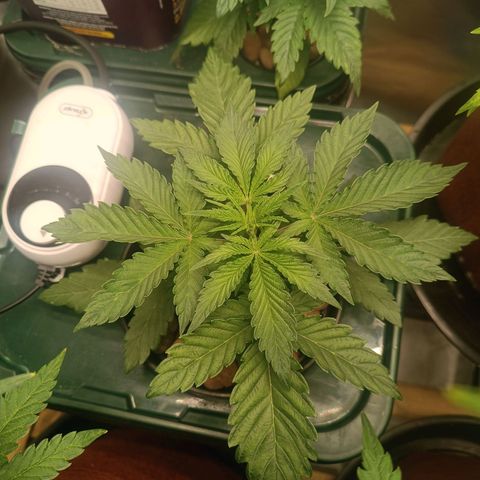 Power Girl 1 growlog timeline photo