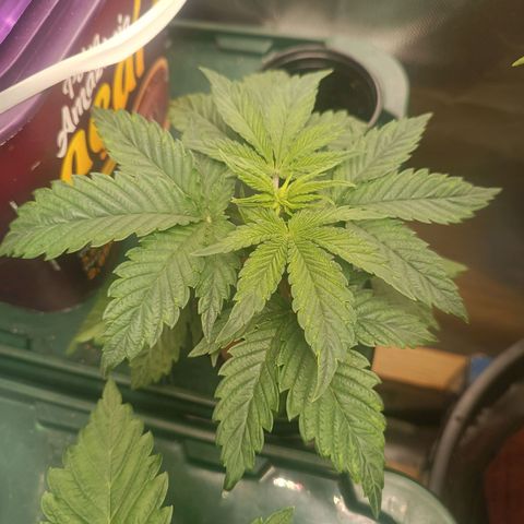 Power Girl 1 growlog timeline photo