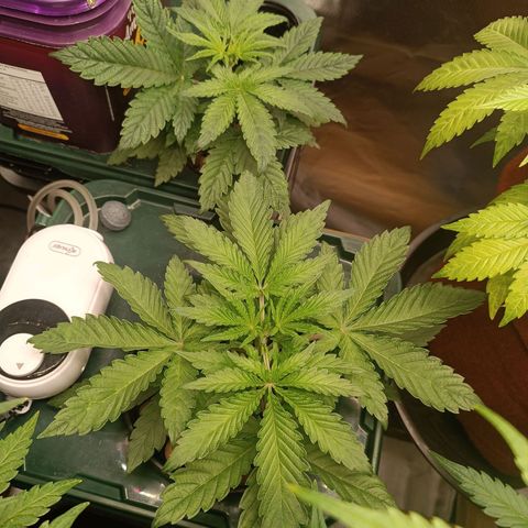 Power Girl 1 growlog timeline photo