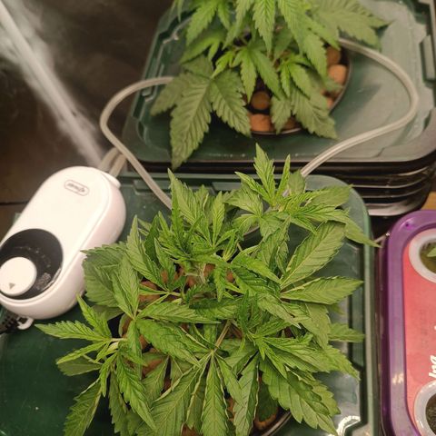 Power Girl 1 growlog timeline photo