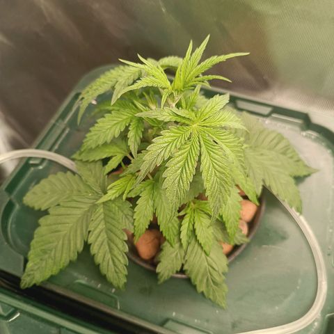 Power Girl 1 growlog timeline photo