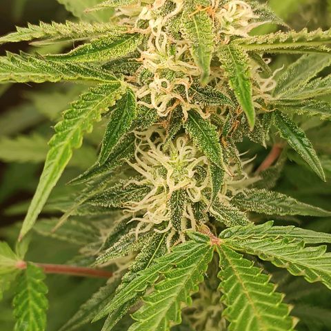 Sour Diesel growlog timeline photo