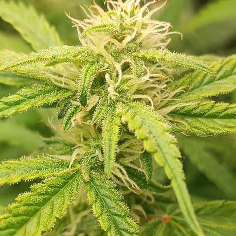 Sour Diesel growlog timeline photo