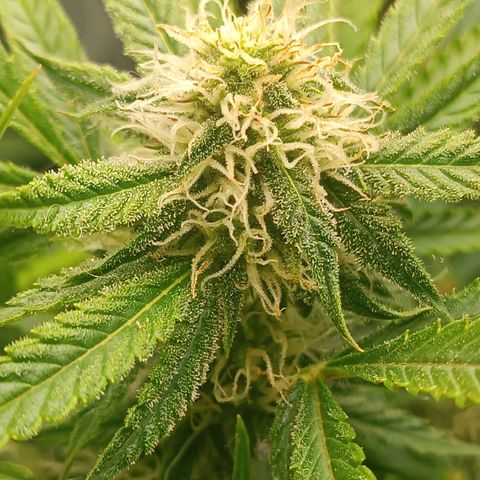Sour Diesel growlog timeline photo