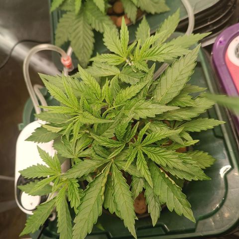 Power Girl 1 growlog timeline photo