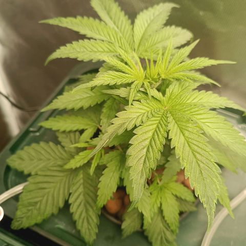 Power Girl 1 growlog timeline photo