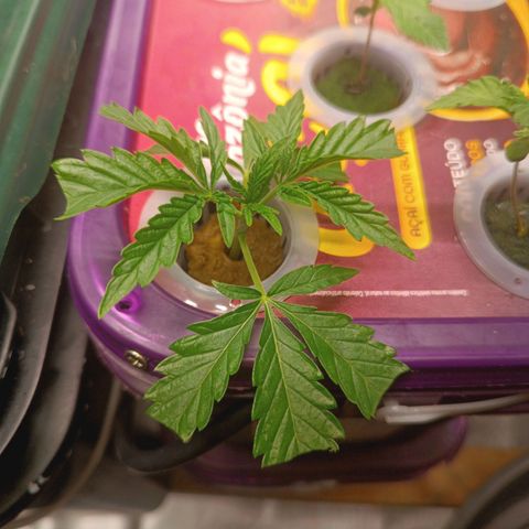 Power Girl 1 growlog timeline photo