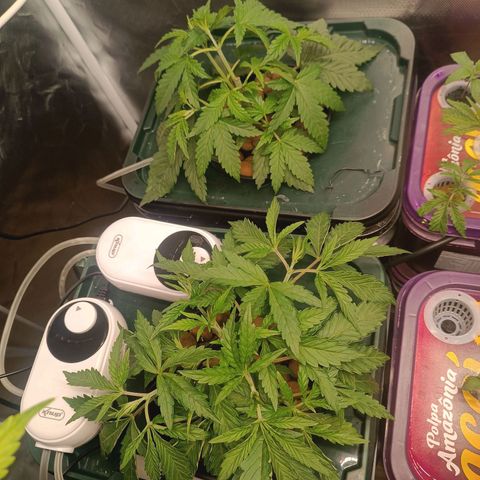Power Girl 1 growlog photo: Poda TOP em ambas 