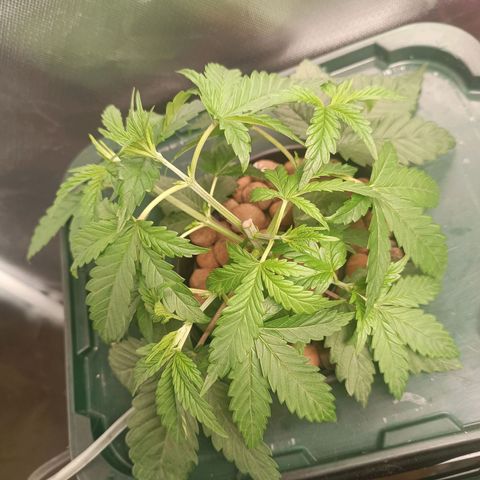 Power Girl 1 growlog photo: Poda TOP em ambas 