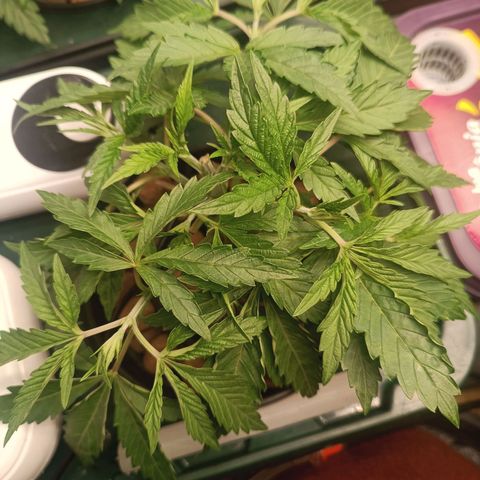 Power Girl 1 growlog photo: Poda TOP em ambas 