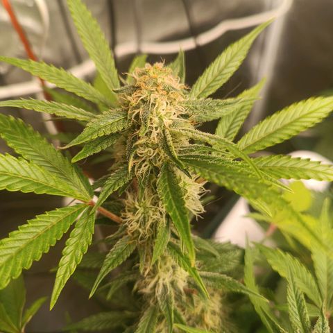 Sour Diesel growlog timeline photo