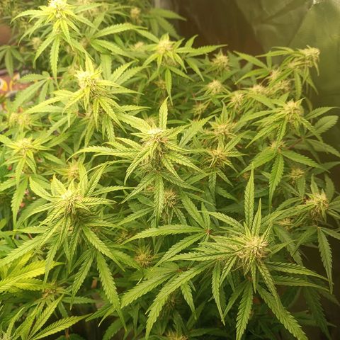 Sour Diesel growlog timeline photo