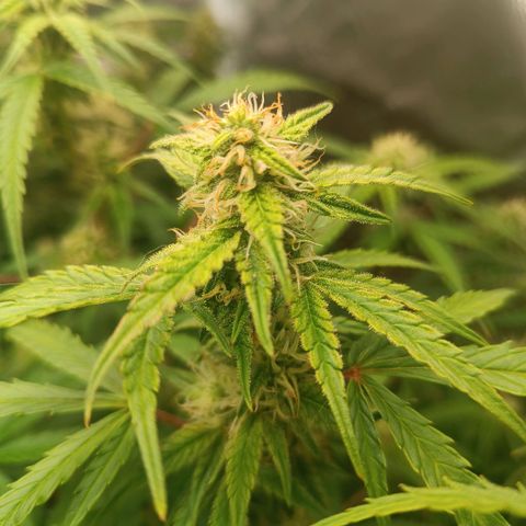 Sour Diesel growlog timeline photo