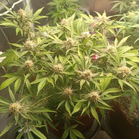 Sour Diesel growlog timeline photo