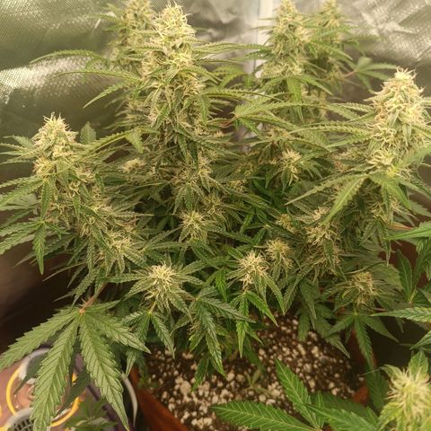 Sour Diesel growlog timeline photo