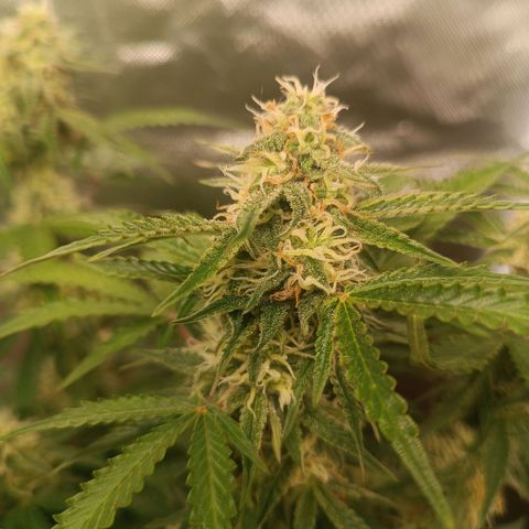 Sour Diesel growlog timeline photo