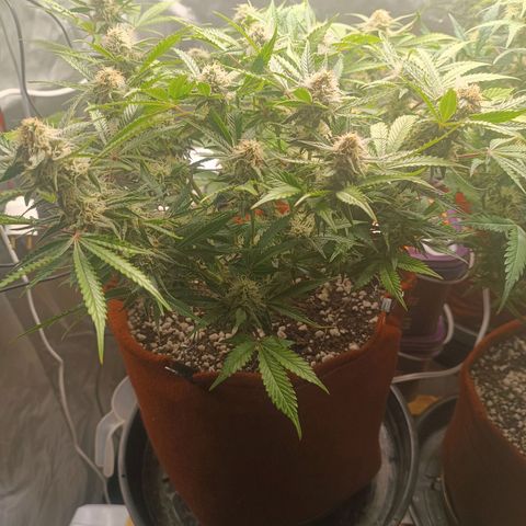Sour Diesel growlog timeline photo