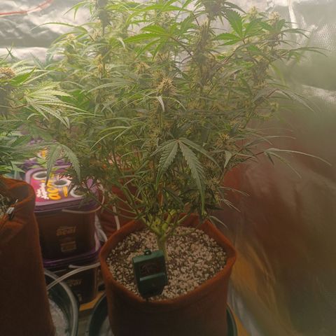 Sour Diesel growlog timeline photo