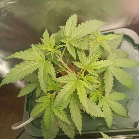 Power Girl 1 growlog timeline photo