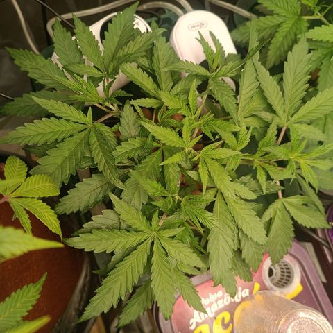 Power Girl 1 growlog timeline photo